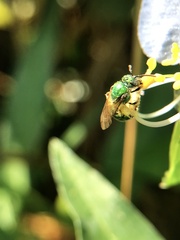 Agapostemon splendens