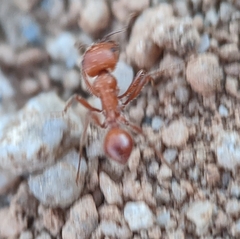 Pogonomyrmex californicus