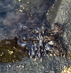 Mytilus trossulus