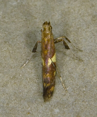 Caloptilia