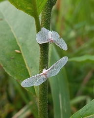 Paramysidia