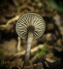 Arrhenia epichysium