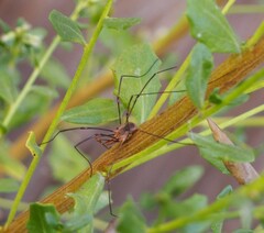 Opiliones