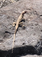 Microlophus delanonis