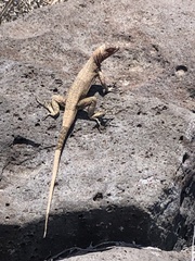 Microlophus delanonis