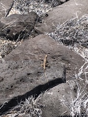 Microlophus delanonis