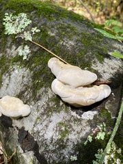 Trametes lactinea
