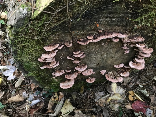 North River Gorge Trail