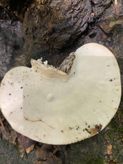 Trametes lactinea