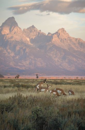 Pronghorn photographed in Wyoming