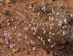 Ptilotus schwartzii
