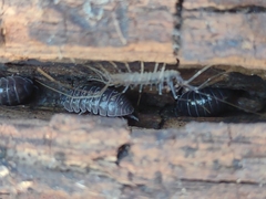 Scutigeromorpha