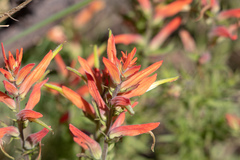 Castilleja patriotica