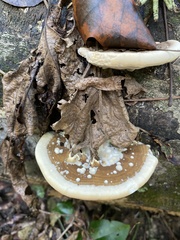 Trametes lactinea