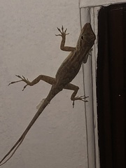 Anolis sabanus