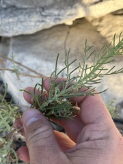 Senecio flaccidus
