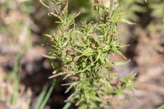 Castilleja patriotica