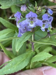 Angelonia