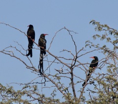 Phoeniculus purpureus
