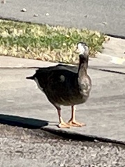 Anser anser × Branta canadensis