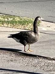 Anser anser × Branta canadensis