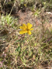 Bidens mitis