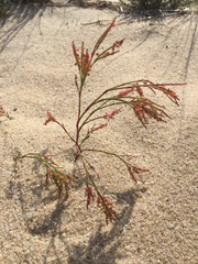 Polygonella articulata