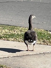 Anser anser × Branta canadensis