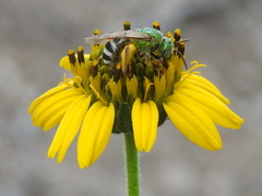 Agapostemon