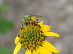 Agapostemon