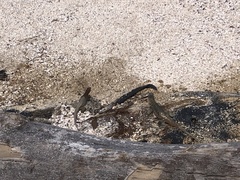 Microlophus delanonis