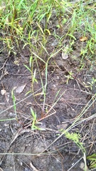 Paspalum floridanum