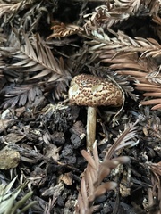 Echinoderma