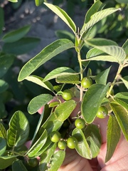 Karwinskia humboldtiana