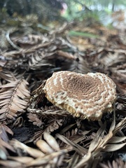 Echinoderma