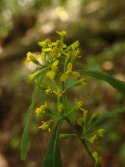 Solidago curtisii