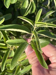 Karwinskia humboldtiana