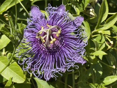 Passiflora