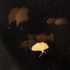 Notarcha aurolinealis