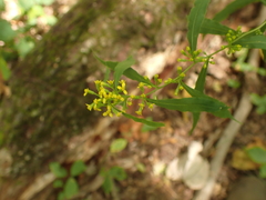Solidago curtisii