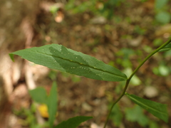 Solidago curtisii