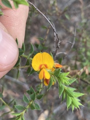 Pultenaea spinosa