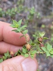 Pultenaea spinosa