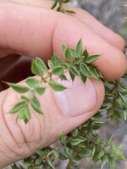 Pultenaea spinosa
