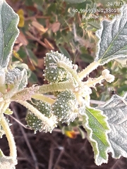 Chrozophora tinctoria