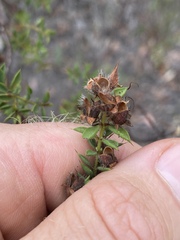 Pultenaea spinosa