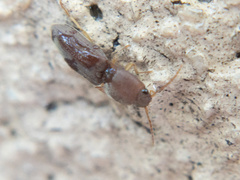 Heteroderes sordidus