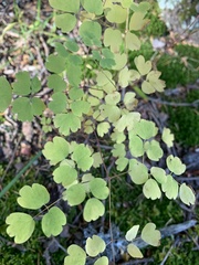 Thalictrum fendleri