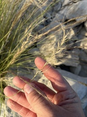 Aristida purpurea