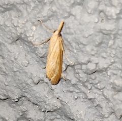 Scirpophaga incertulas